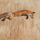 Imagen para el artículo titulado Las imágenes de animales más impresionantes de 2013